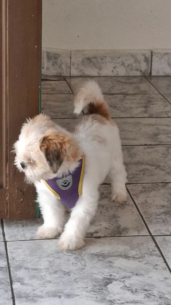 Cachorro Shih Tzu Fêmea - Foto 2