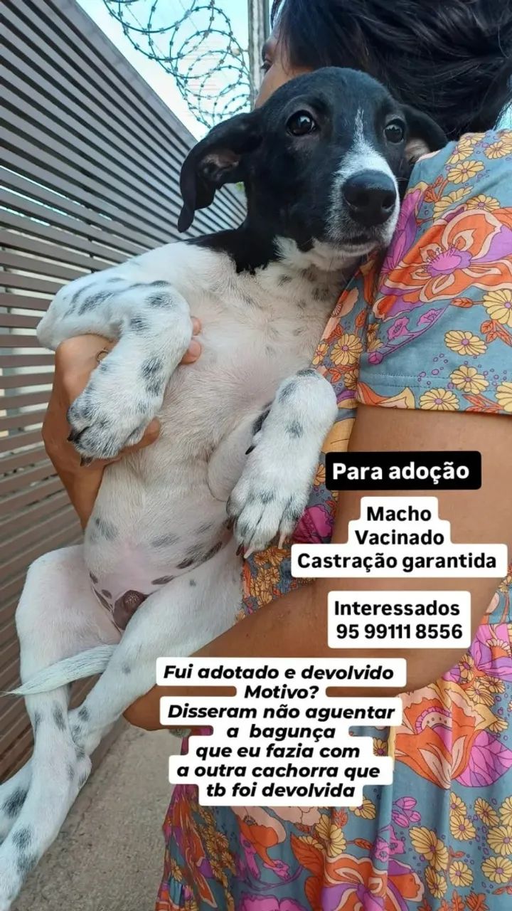 Doação com responsabilidade - macho 4 meses