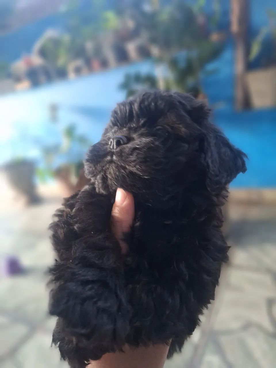 Vende se cachorro  - Foto 4