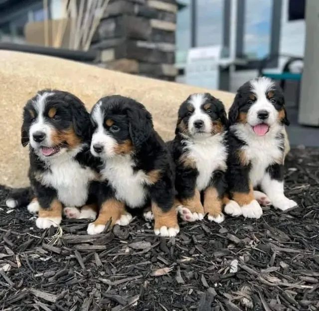 filhotões de bernese