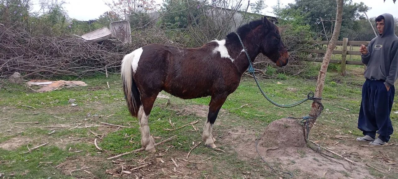 Tobiano zaino