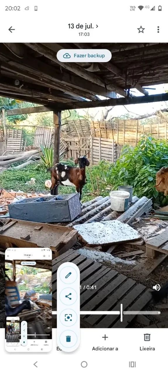 Vendo cabritos e cabras  - Foto 5