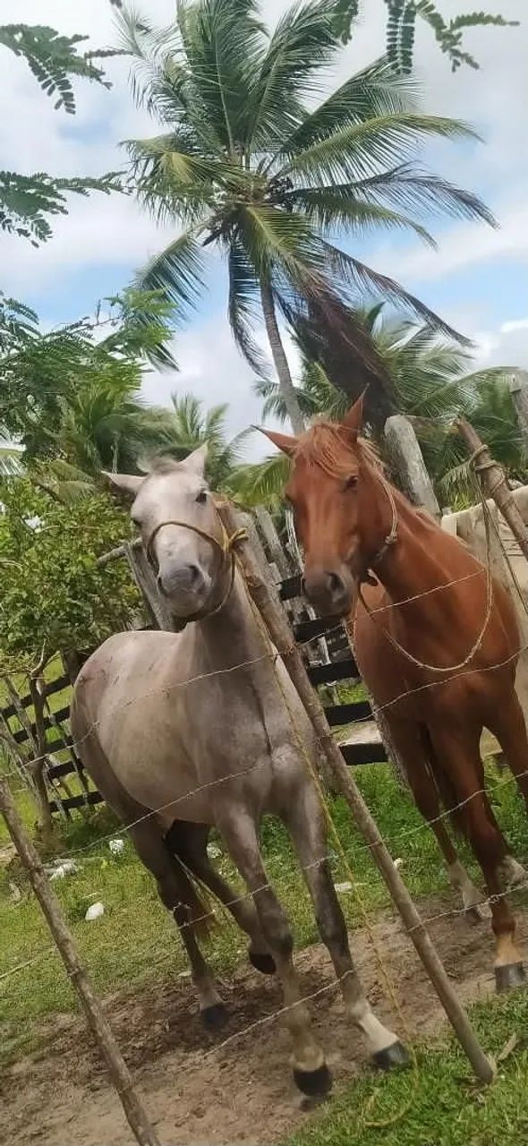 Vende-se cavalo boms - Foto 2