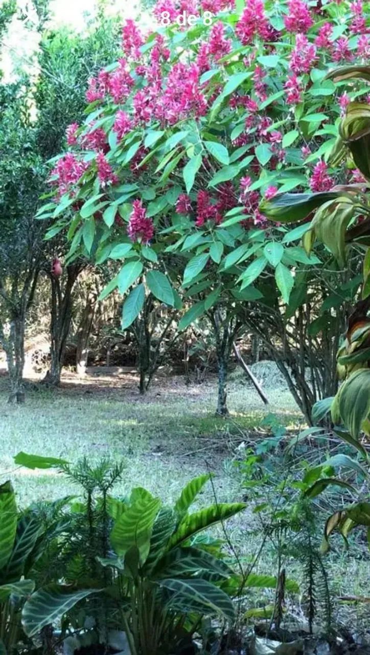 Lindo sítio no Parque Eldorado (acesso asfaltado)  - Foto 11