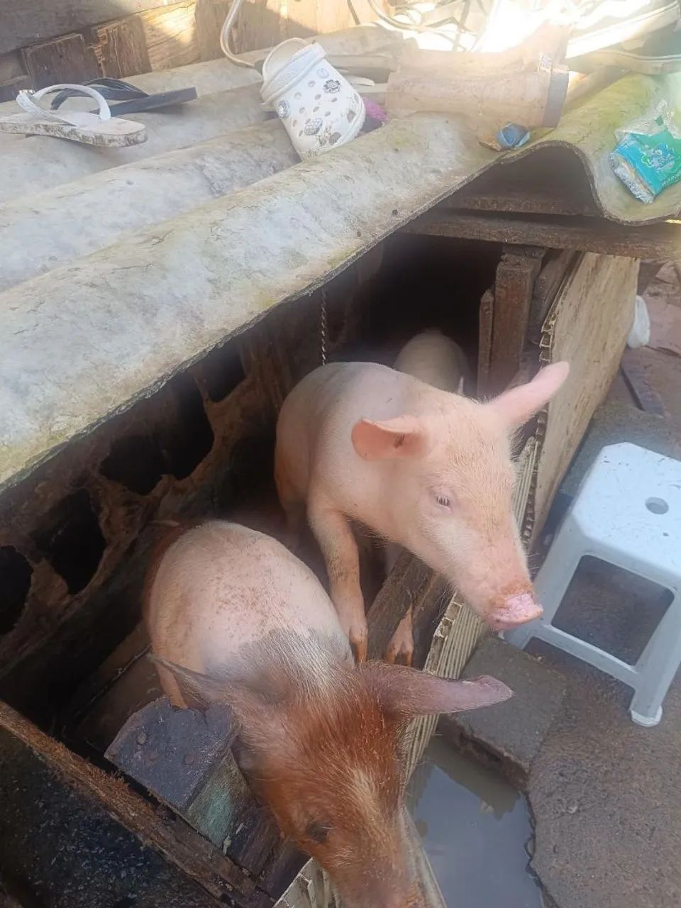VENDO PORCOS - Foto 2