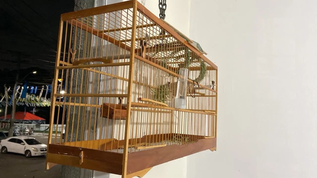 Voador gaiola  - Foto 2