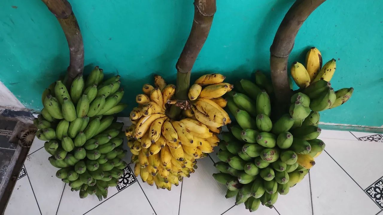 VENDO TRES CACHOS DE BANANA R$ 50,00 - Foto 2