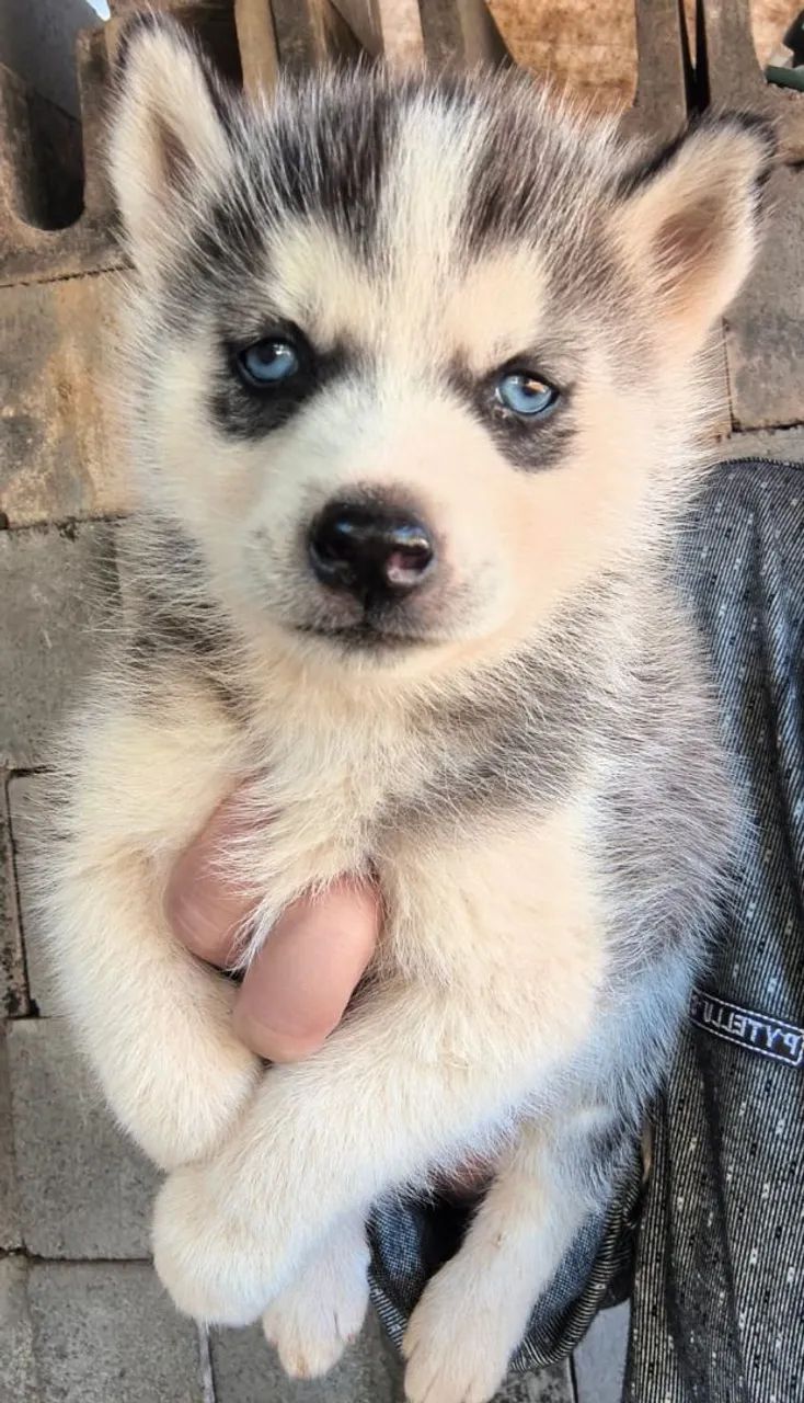 Husky siberiano (filhote) - Foto 3
