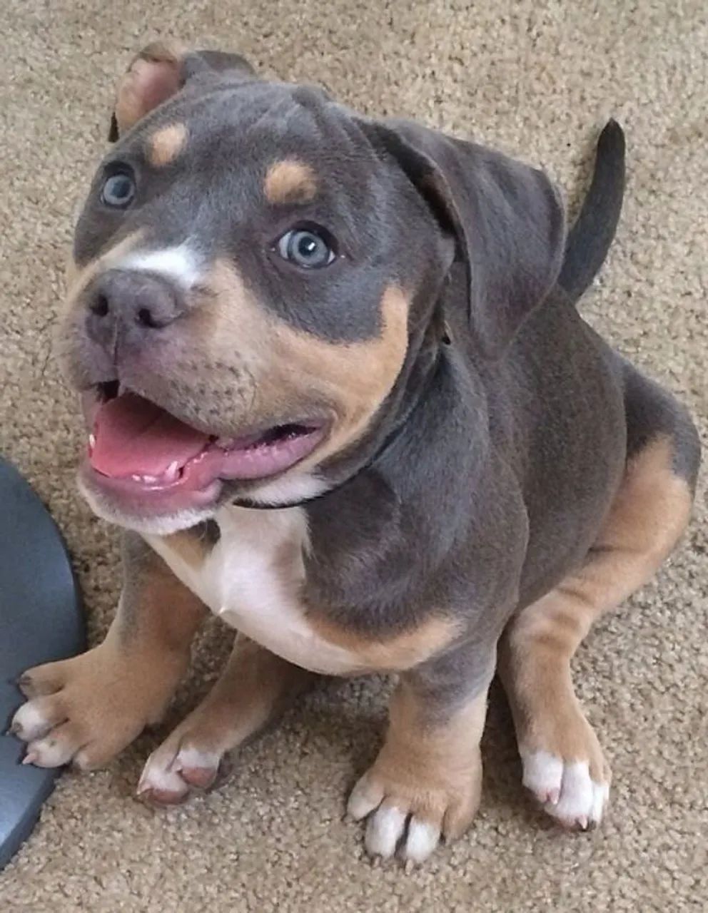 American Bully - Um Amigo Que Nunca Decepciona 