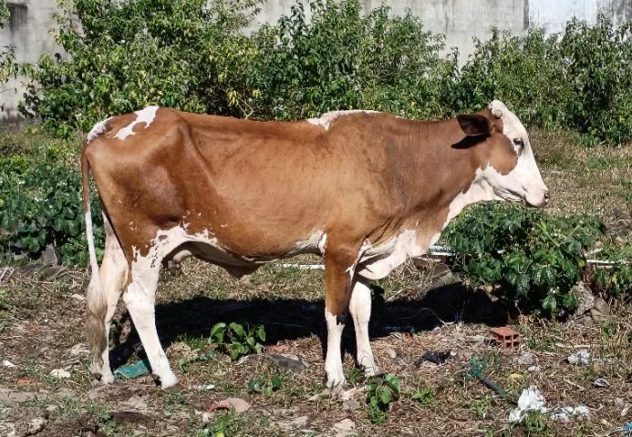 VACA PARIDA DE 45 DIAS