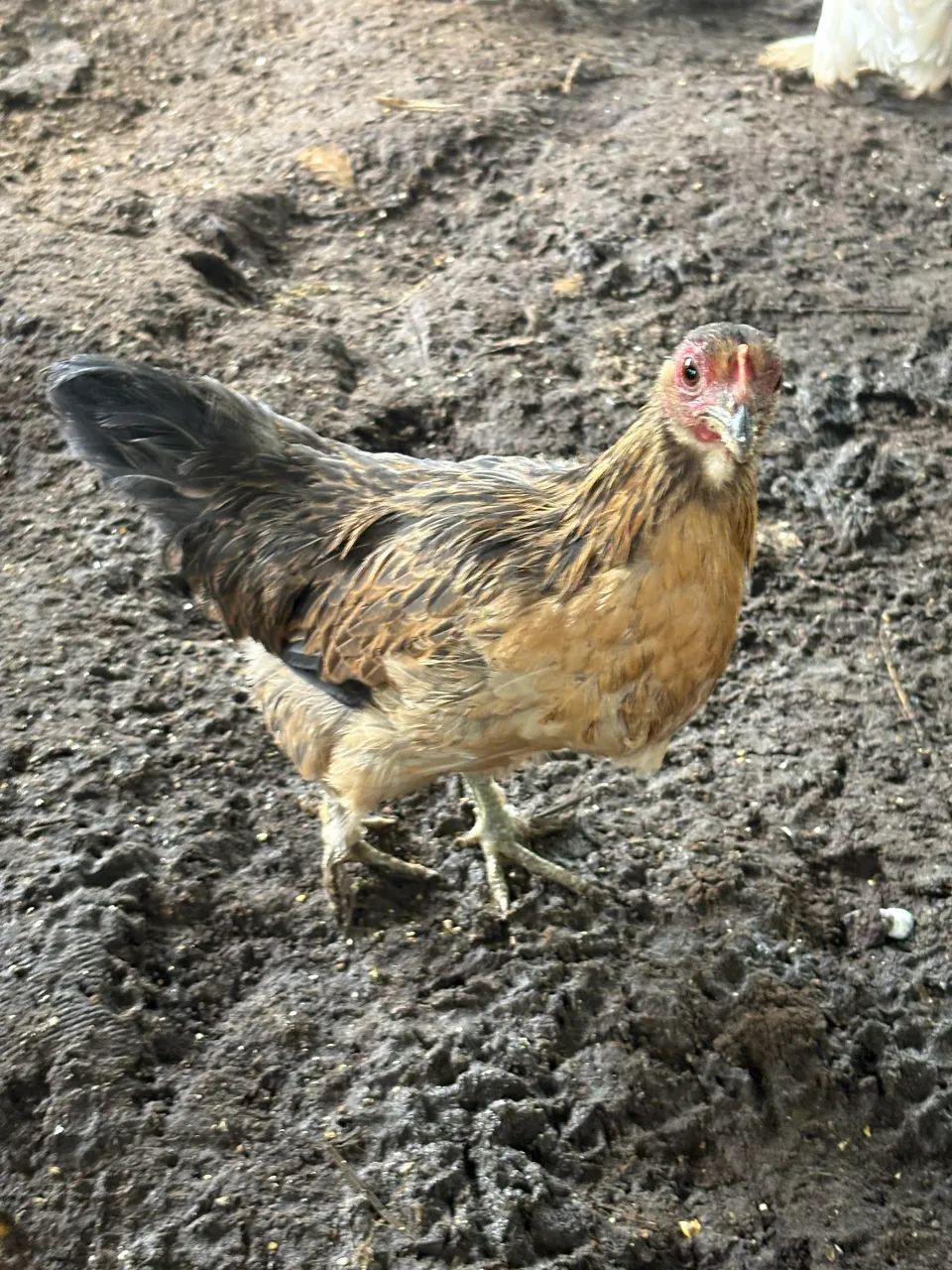 Garnisés modelados  - Foto 3