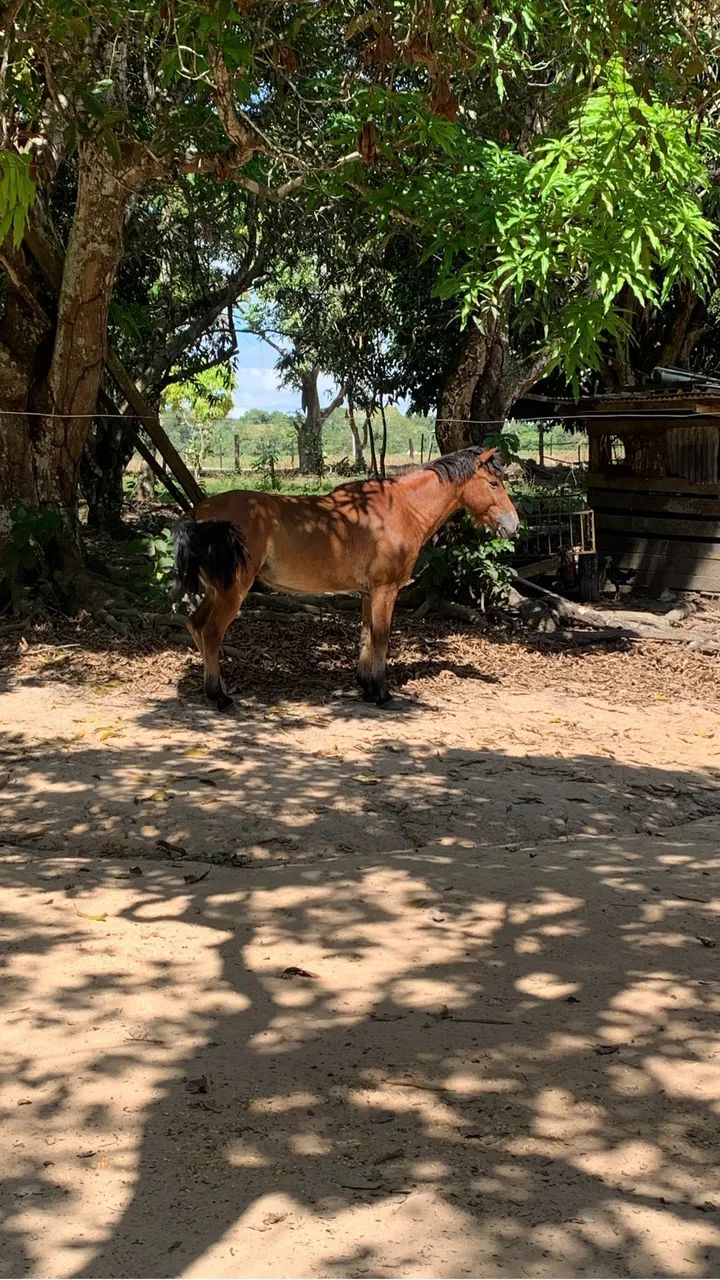 Cavalo  - Foto 2