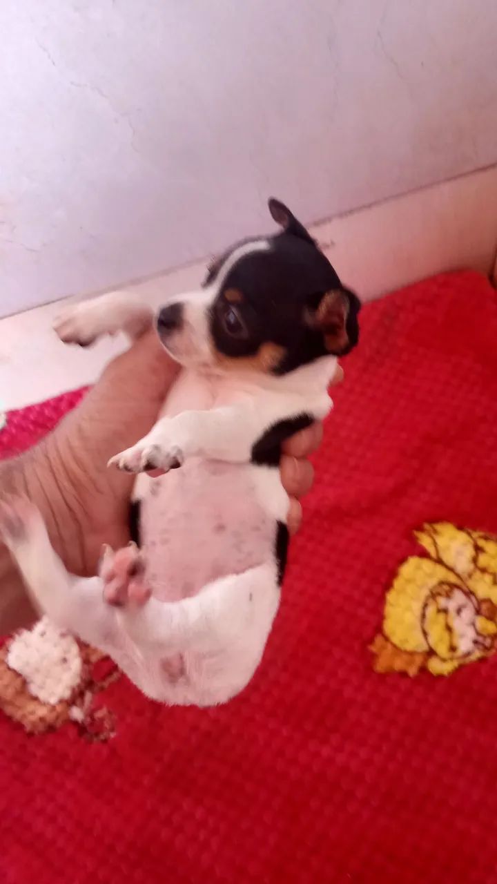 PINSCHER FEMINHA ZERO ORIGINAL  - Foto 2