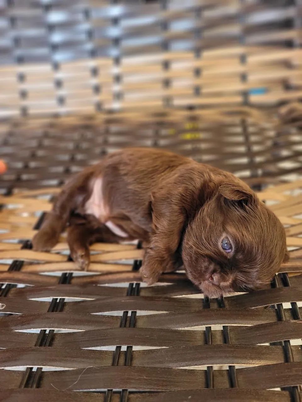 Shihtzu chocolate sólido  - Foto 3