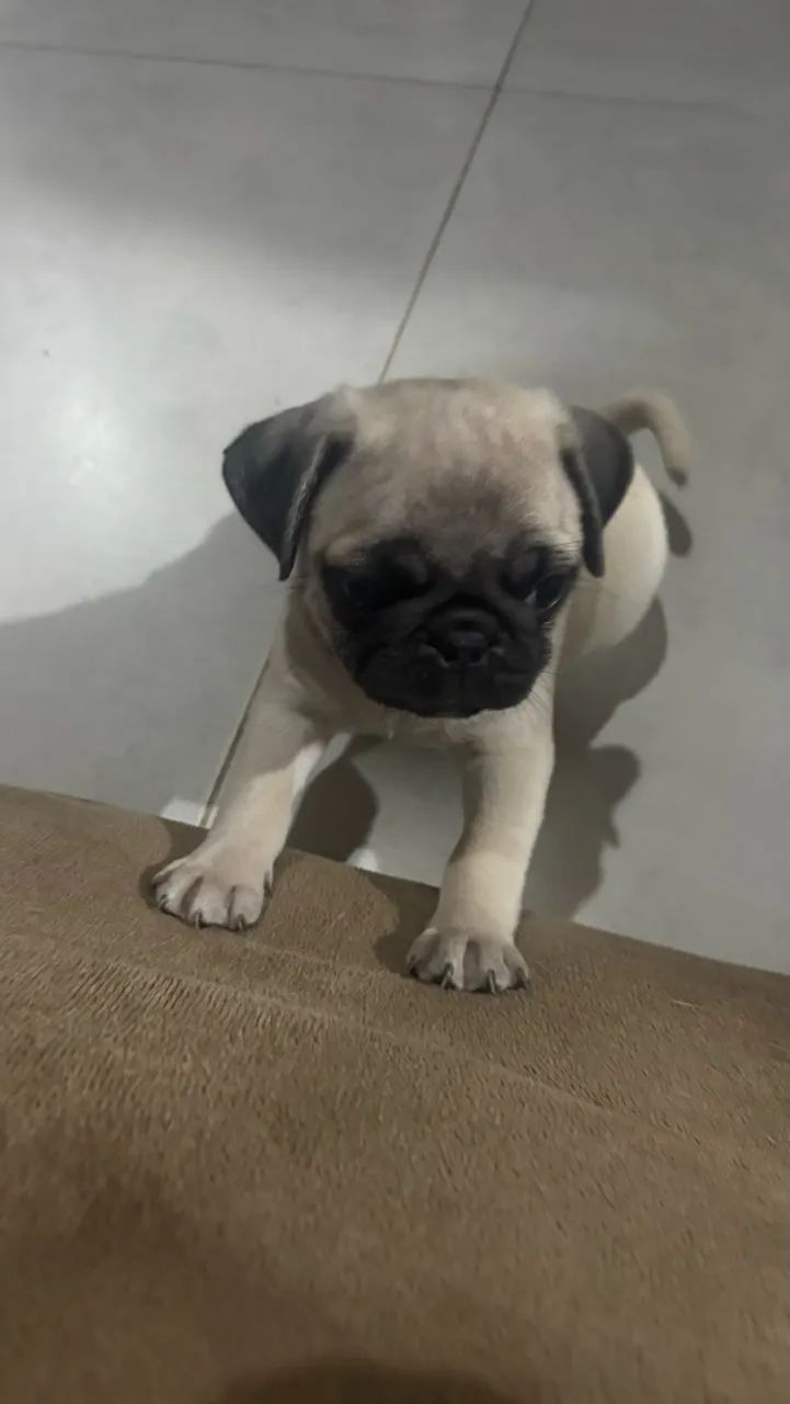 Pug - Foto 4