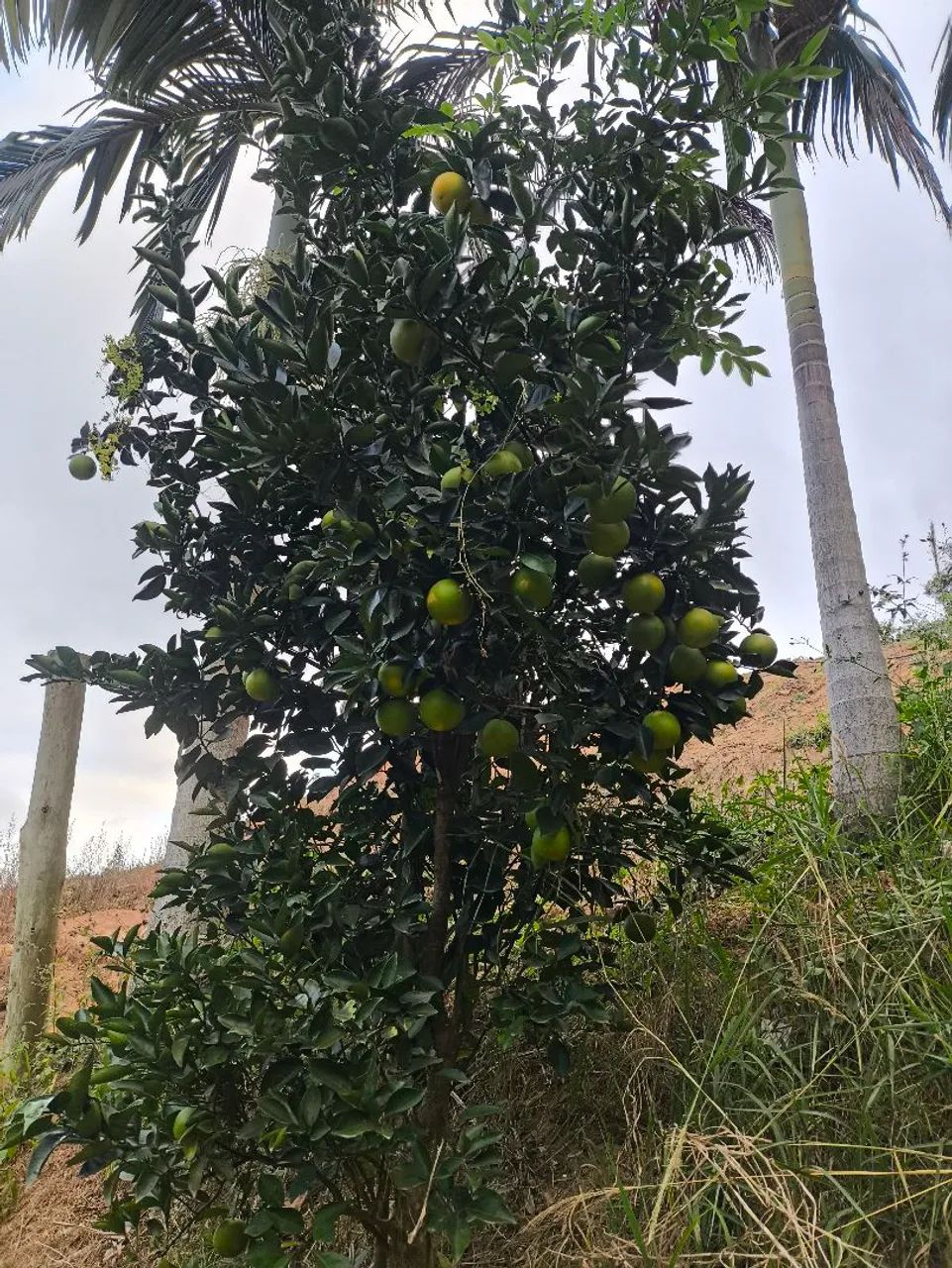 Terreno lote em formate, piapitangui, Viana - Foto 5