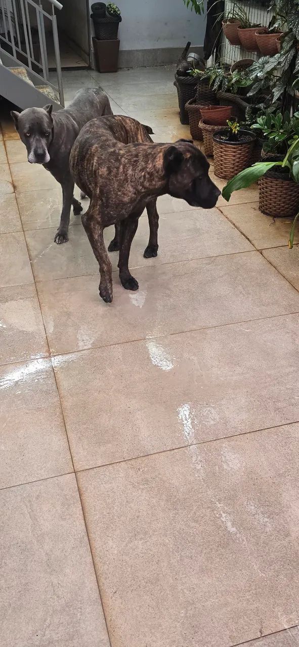Cane Corso,  fêmea disponível, filhote  - Foto 2