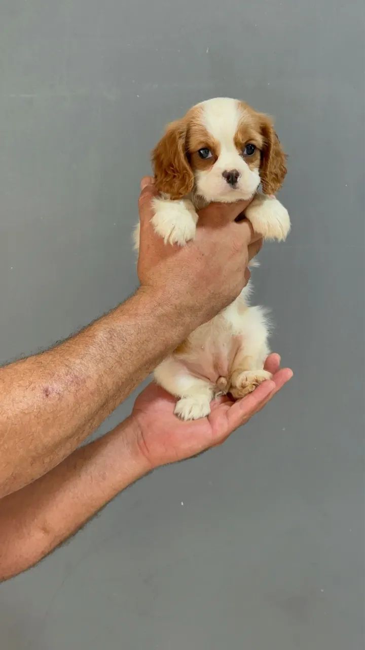 Cavalier king 