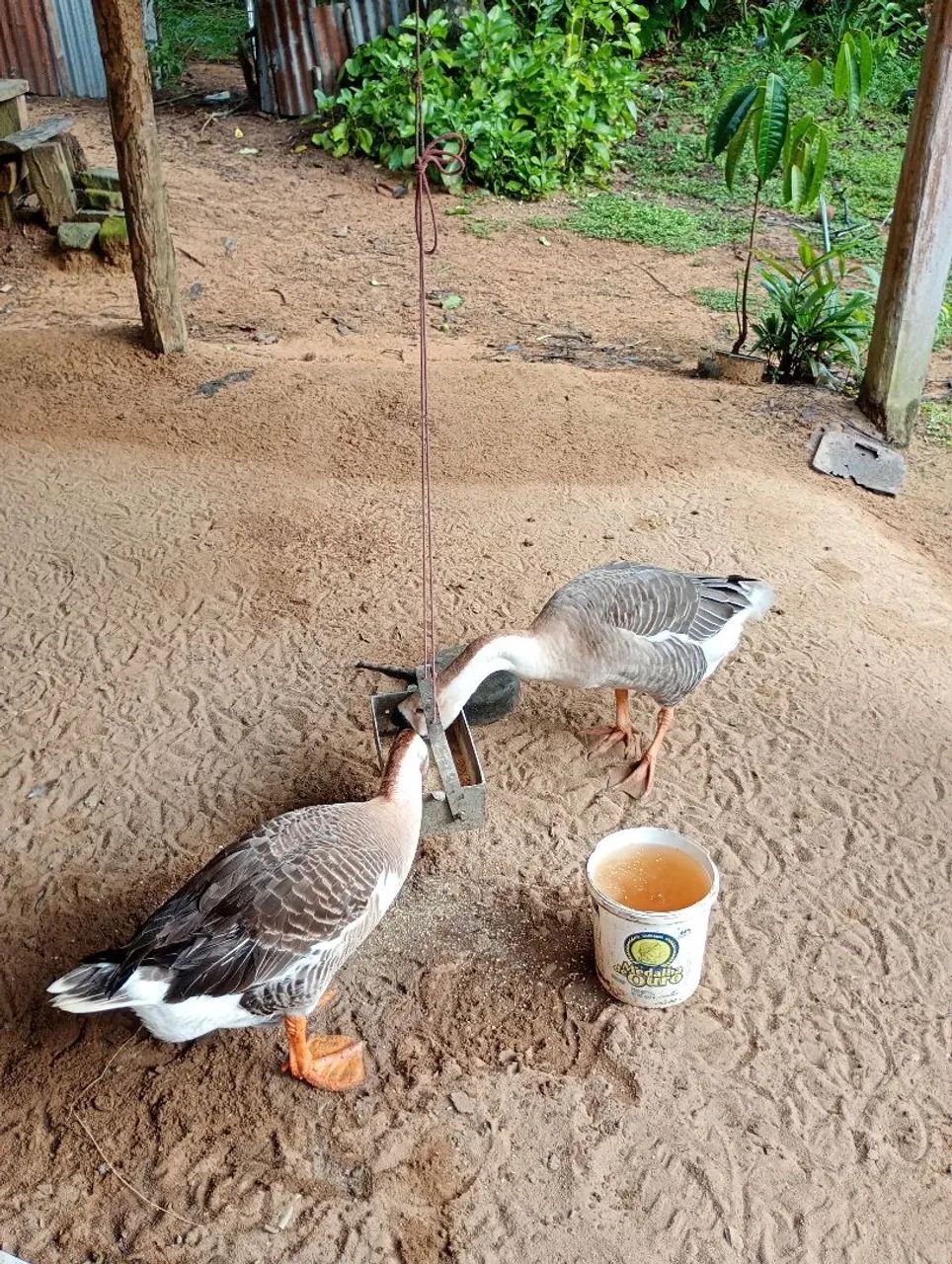 Sítio troca ou vendendo Manacapuru.. - Foto 2