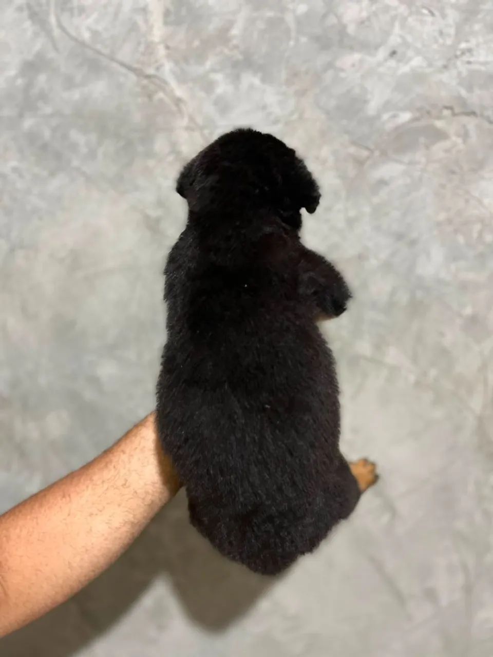 Rotwailler puro - Foto 2