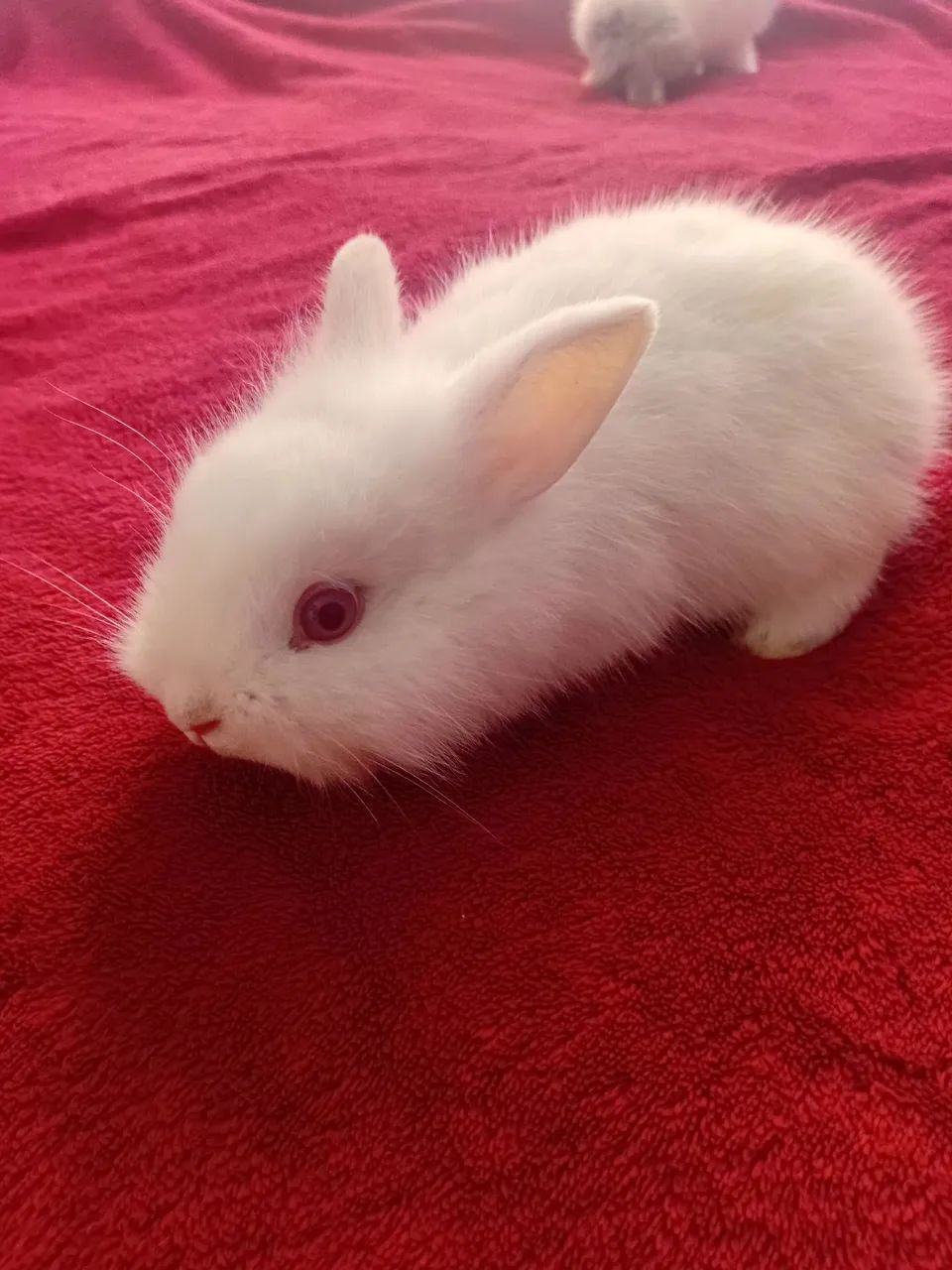 Mini coelhos de raça 