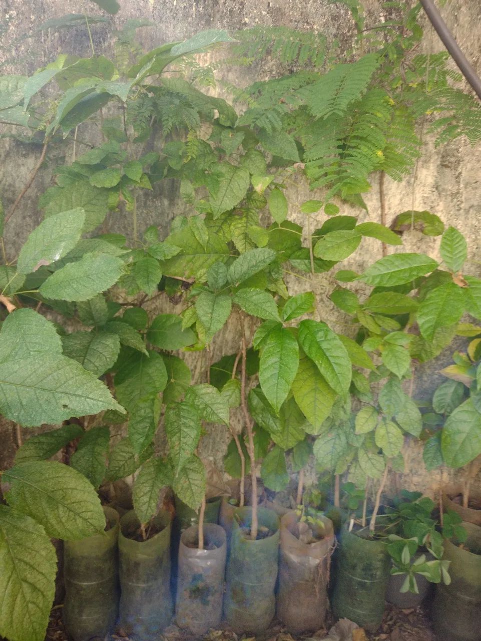 Vendo mudas de ipê  - Foto 2