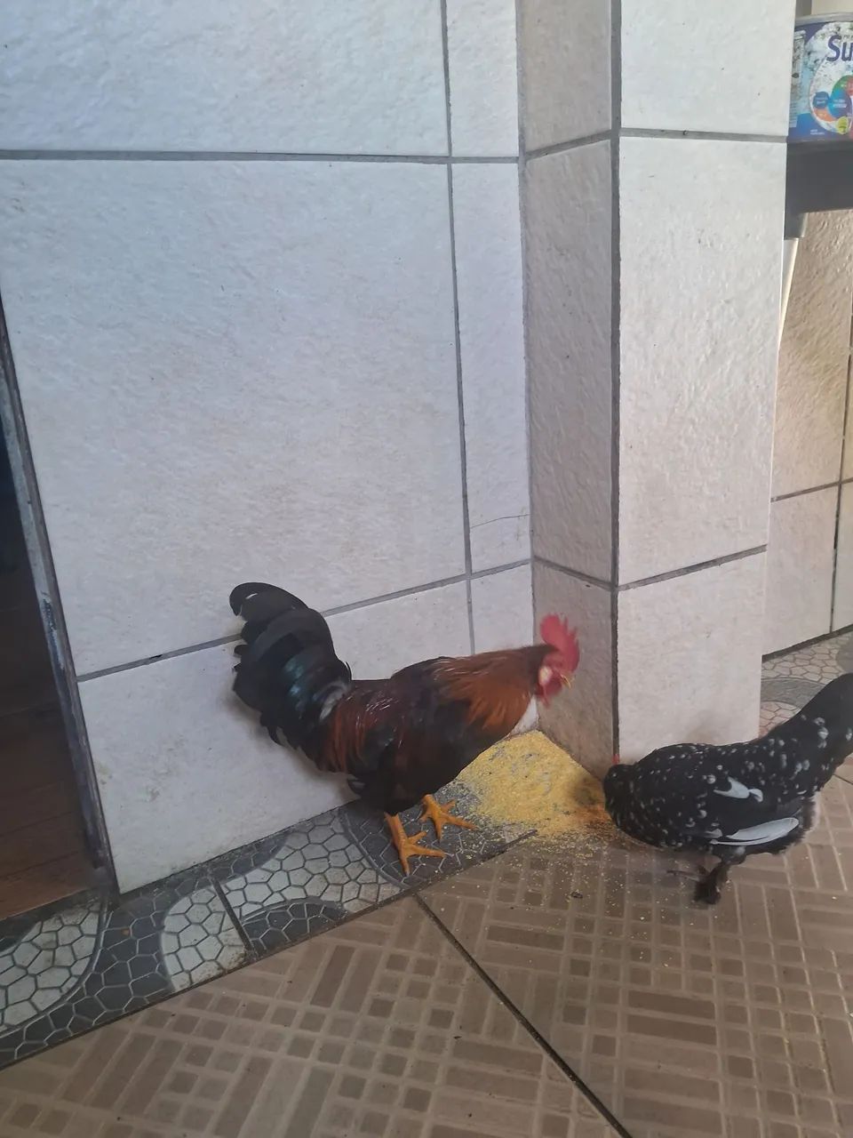 Galo da india - Foto 2