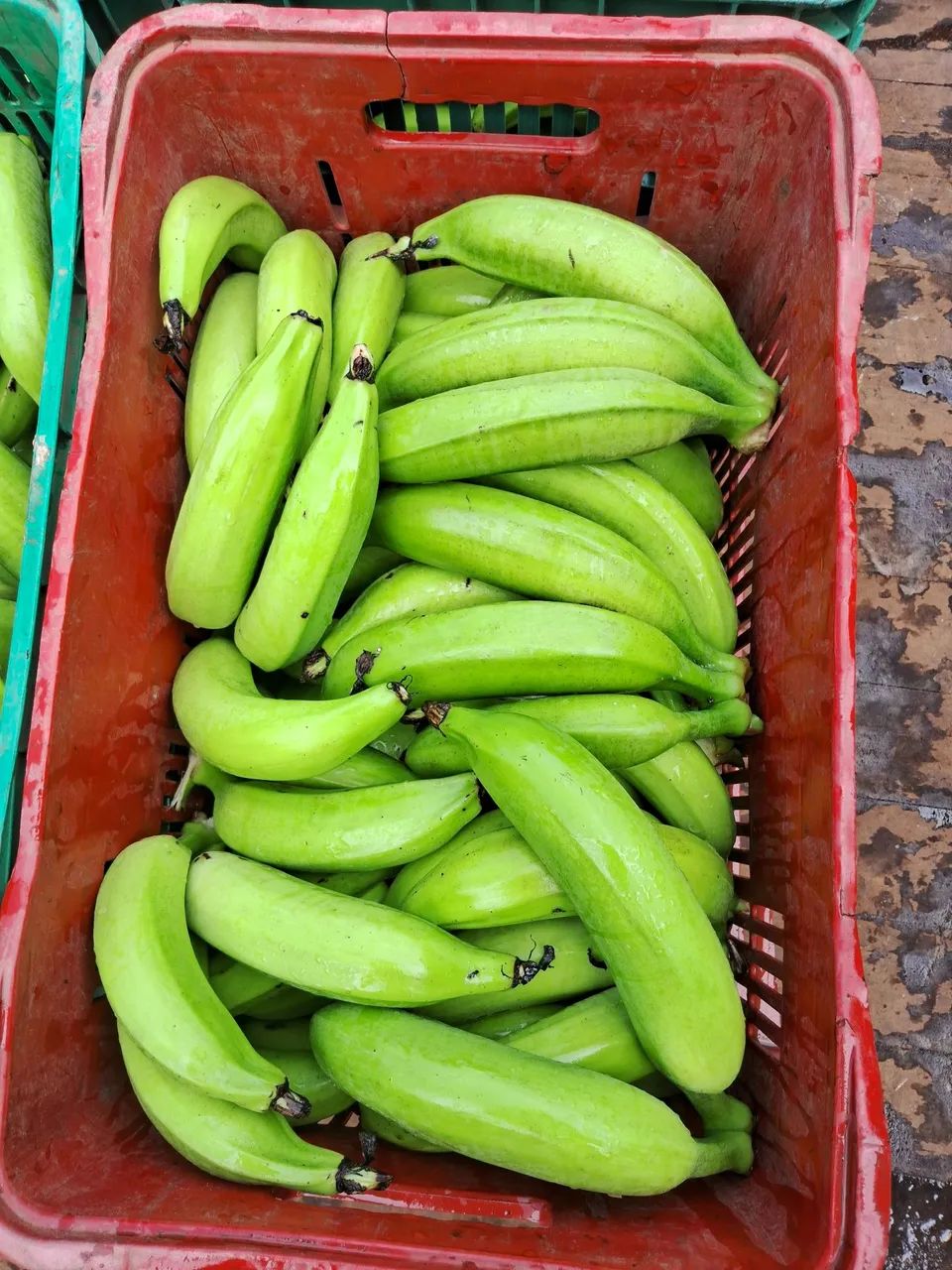 Mudas de banana BRS terra anã  - Foto 5