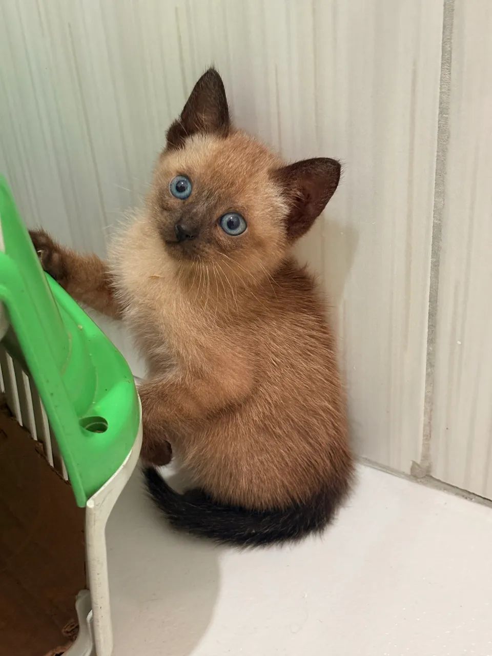 Gato macho para adoção  - Foto 3