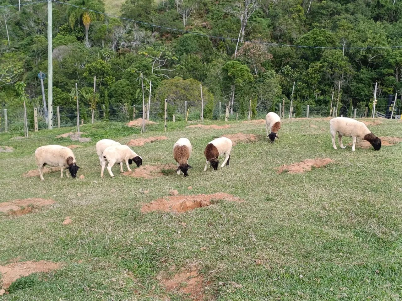 Dorper puras  - Foto 3
