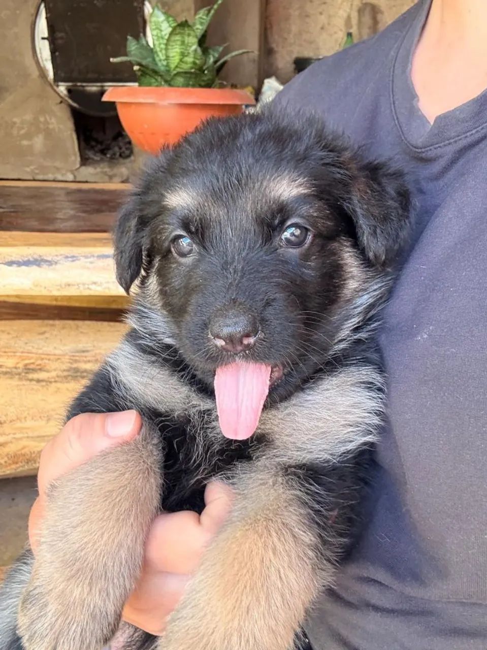 Cachorro  - Foto 2