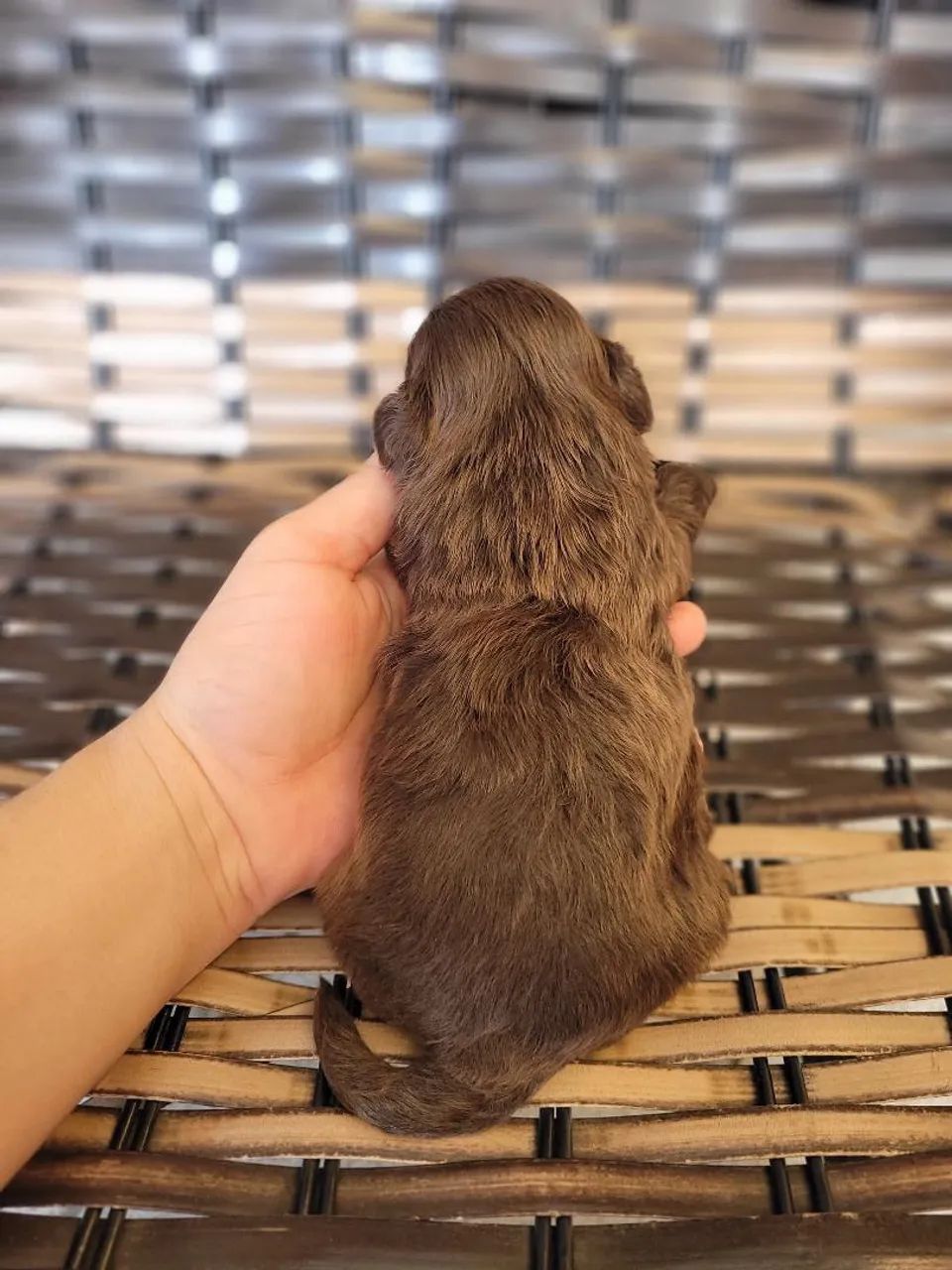 Shihtzu chocolate sólido  - Foto 4