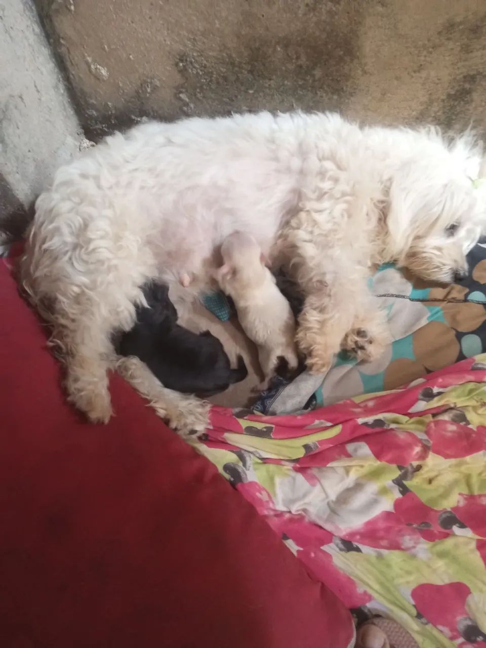  Vendo  filhote  de cachorro dois machos  - Foto 3