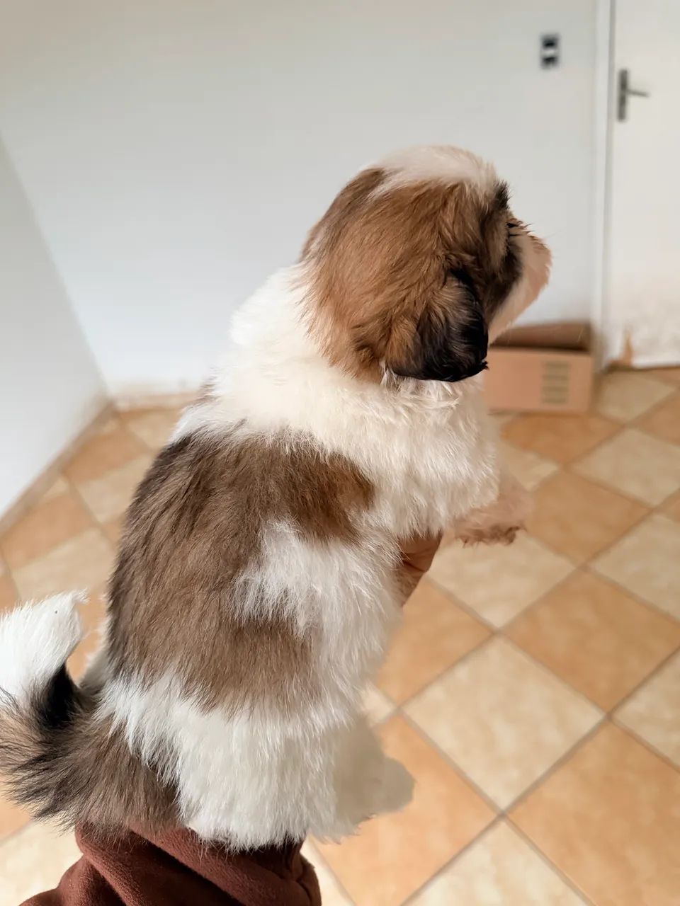 Shih tzu fêmea  - Foto 2