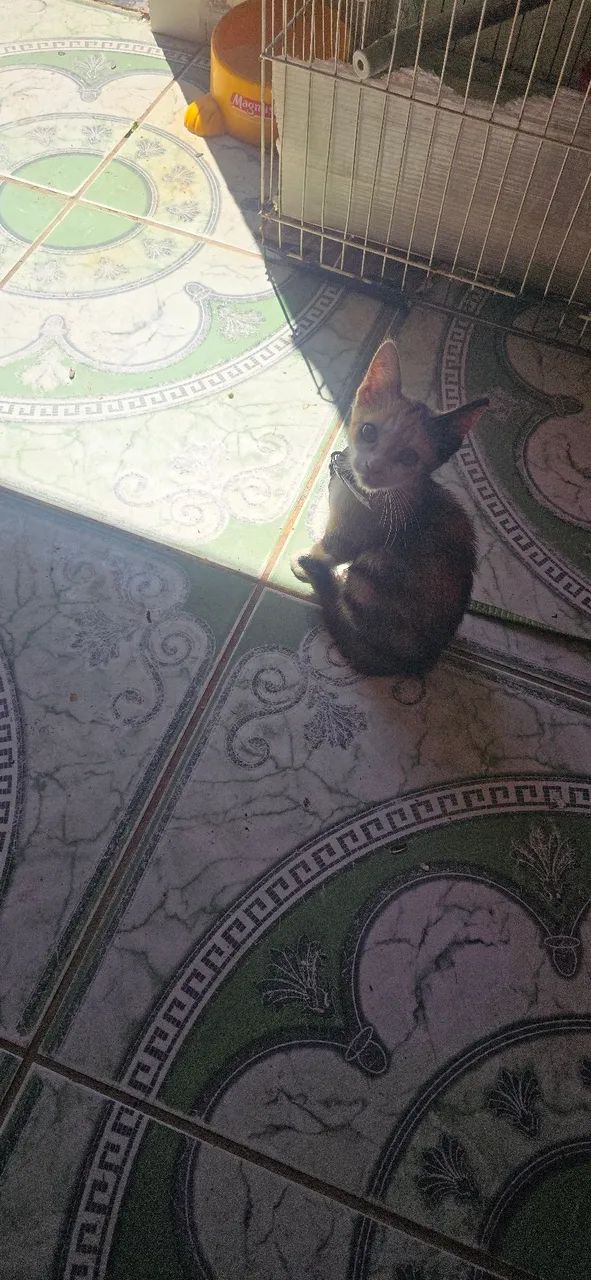 Doacao  gatinha