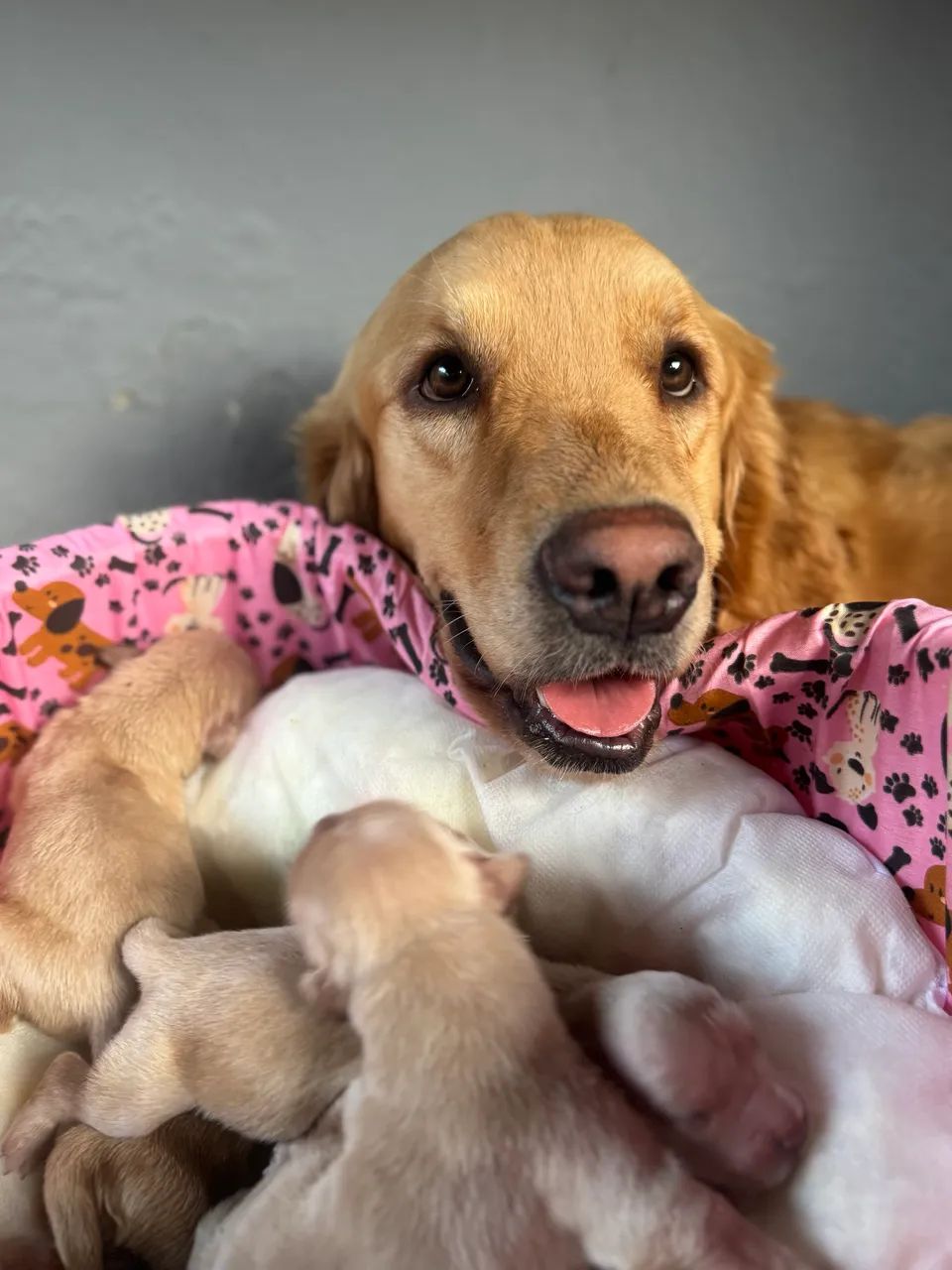 Golden retriever - Foto 3