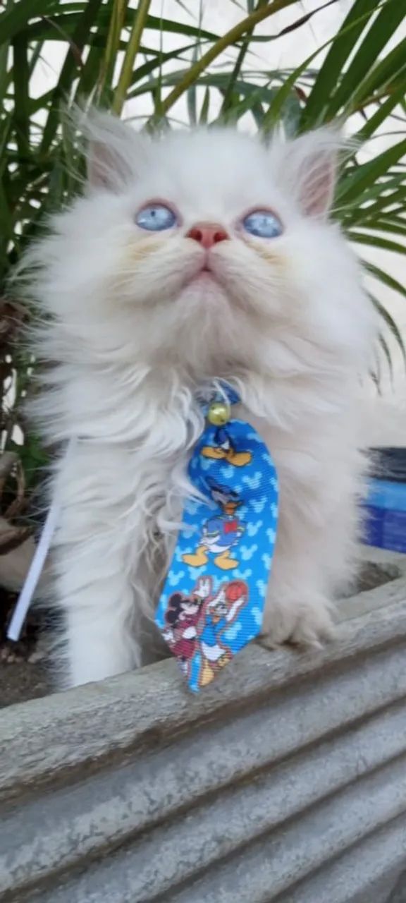 Filhote gato persa branco olhos azuis - Foto 2