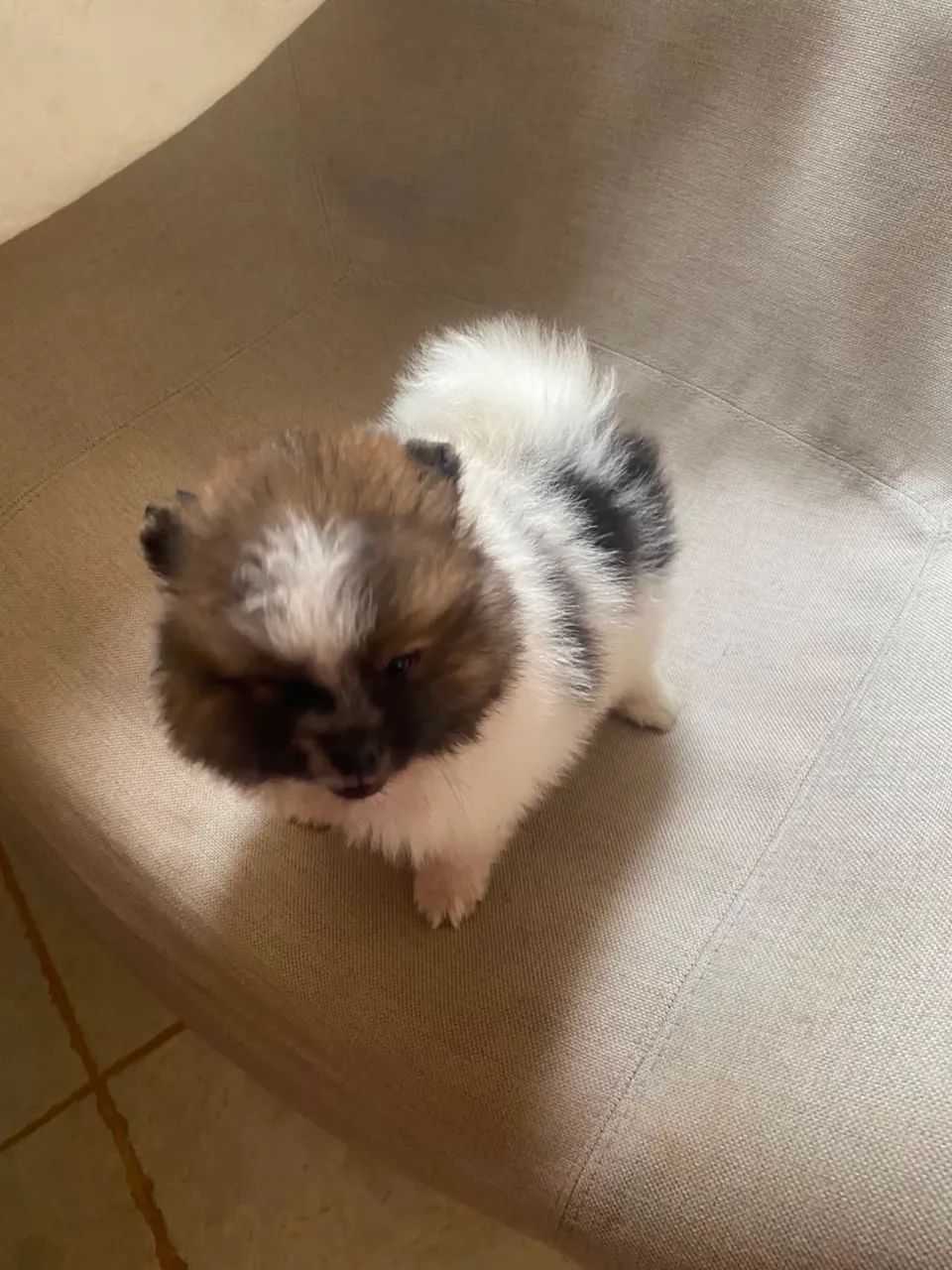 Spitz alemão macho anão particolor  - Foto 3