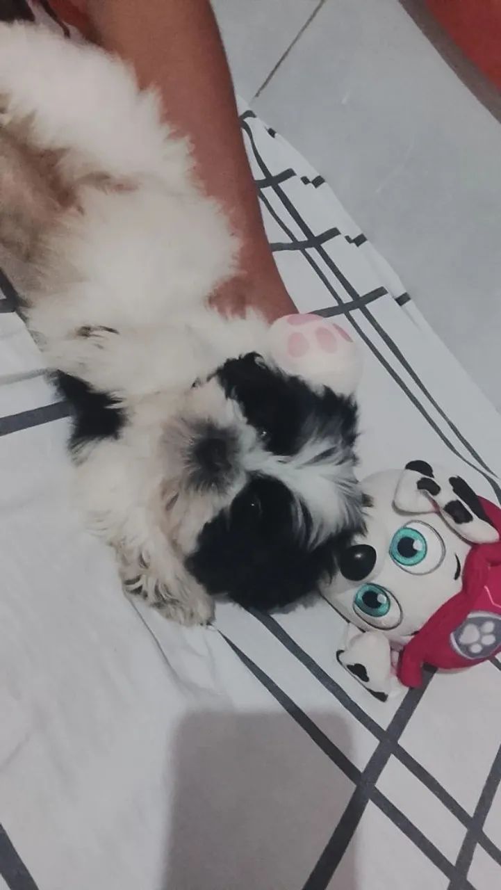 Anuncia cachorro  - Foto 2