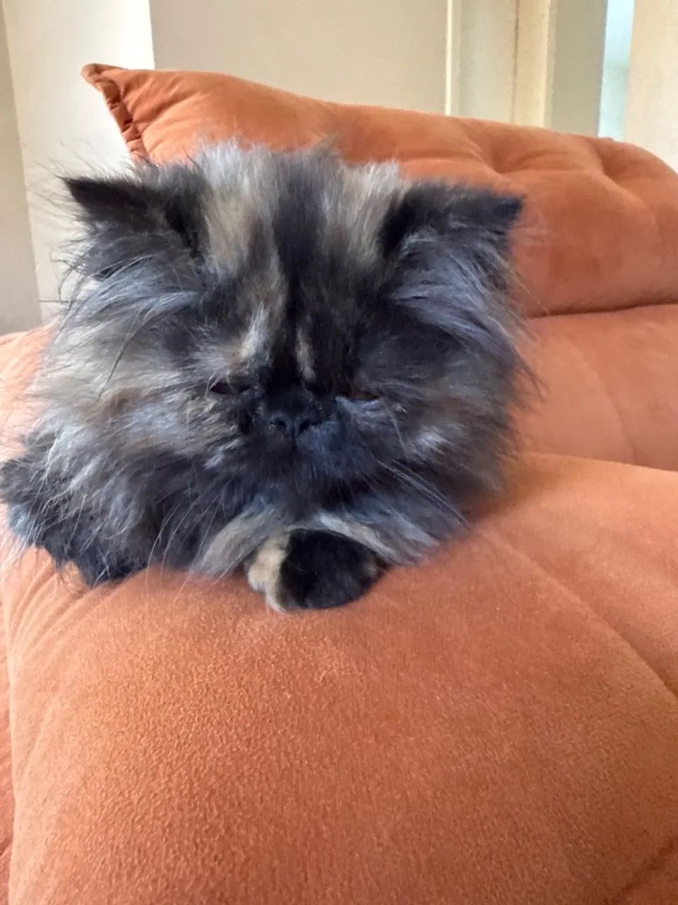 Gatinho Persa