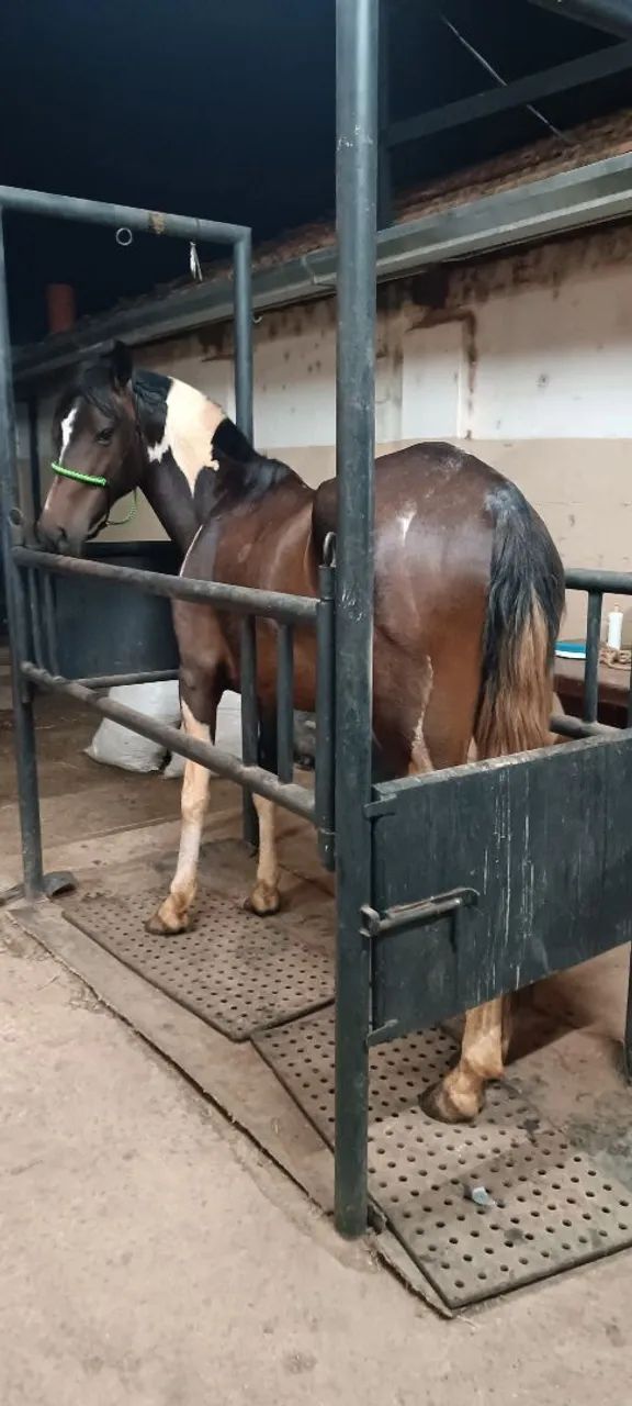 Égua pampa + charrete - Foto 3