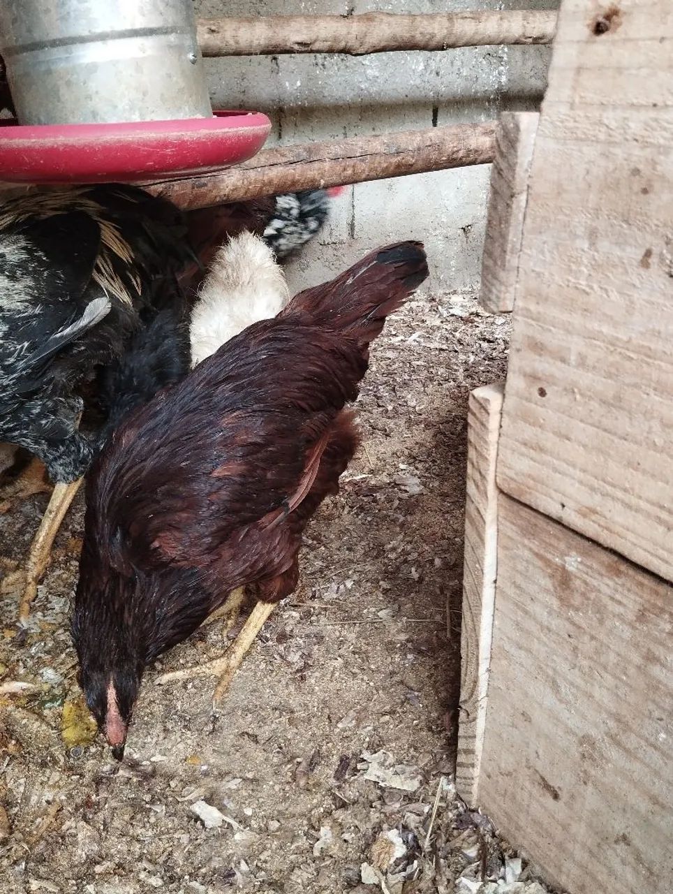 Galinhas Ialand Red padrão americano  - Foto 5