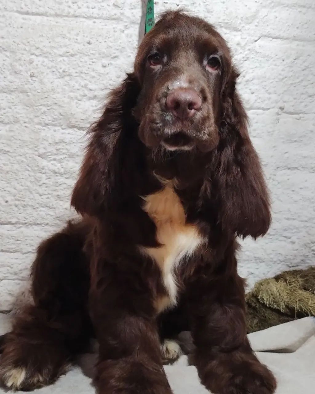 Filhotes de cocker spaniel inglês  - Foto 3