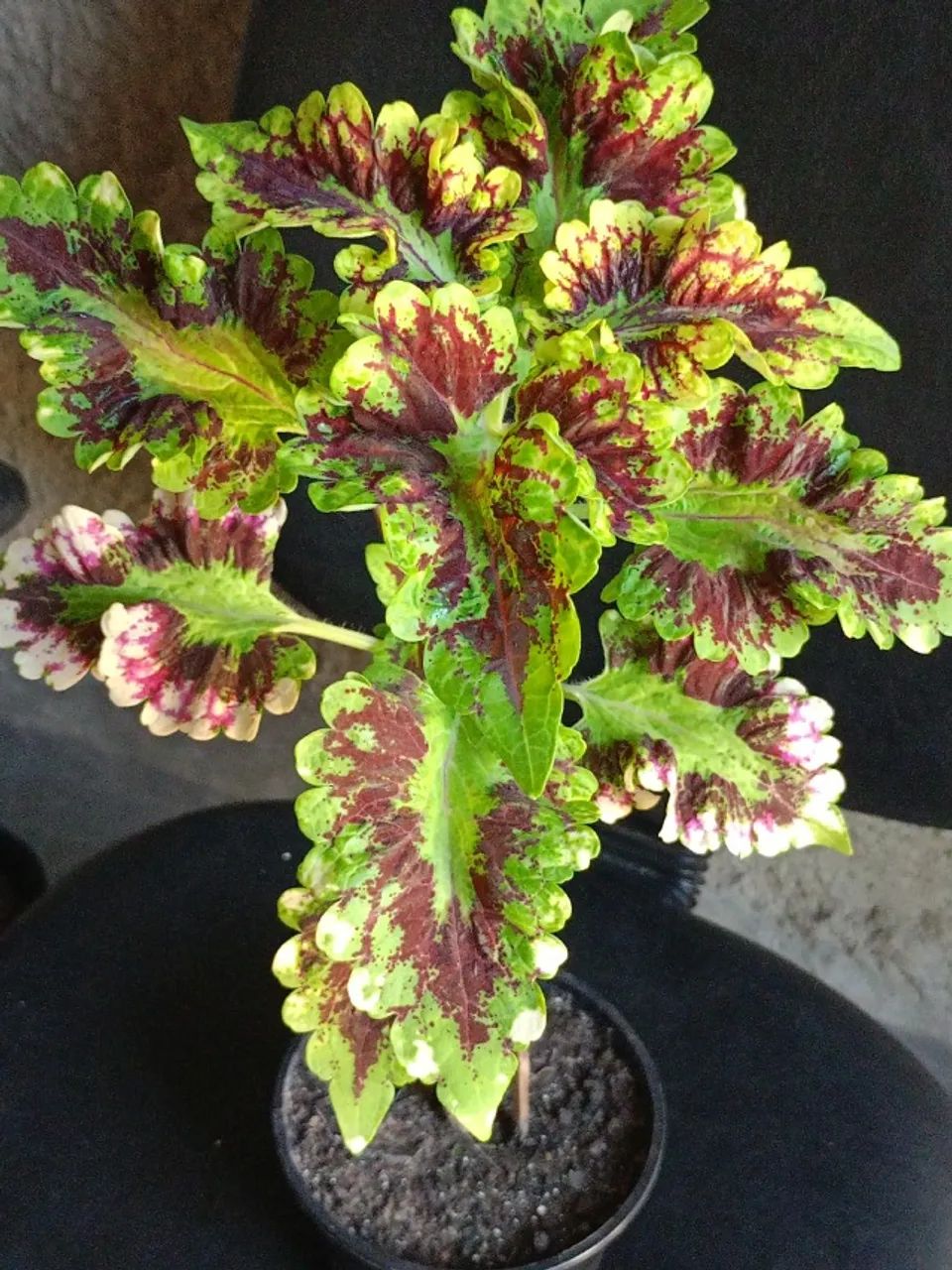 muda de plantas em geral - Foto 3