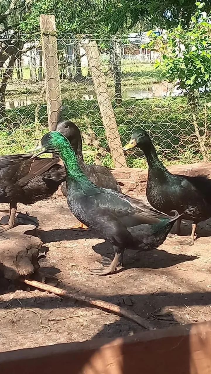 Vendo casais de marrecos  - Foto 3