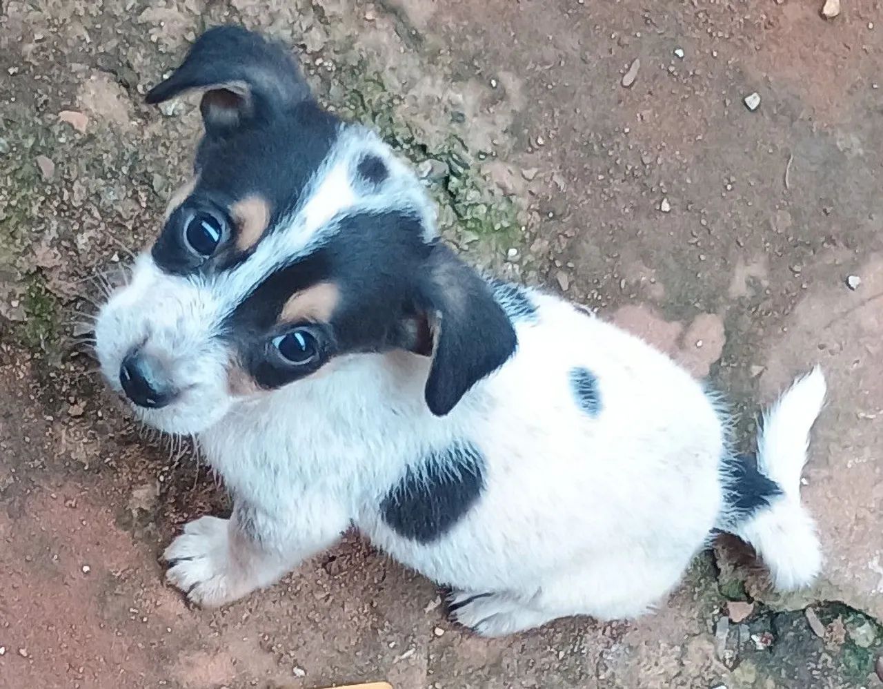 ADOÇÃO RESPONSÁVEL  - Foto 2