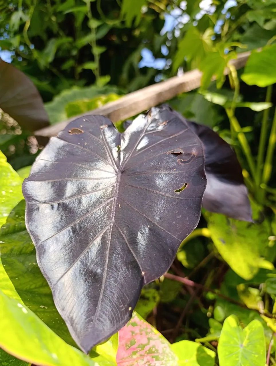 Caladiums 