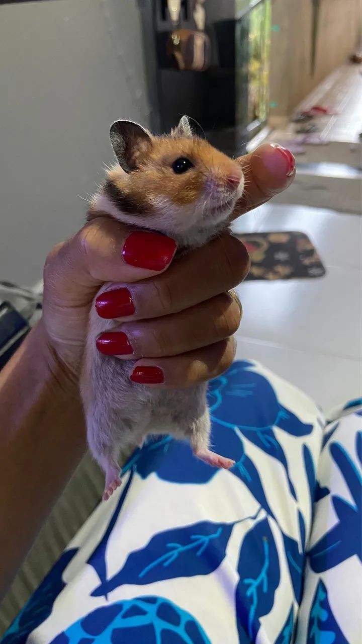 Hamster Sirio - Foto 2