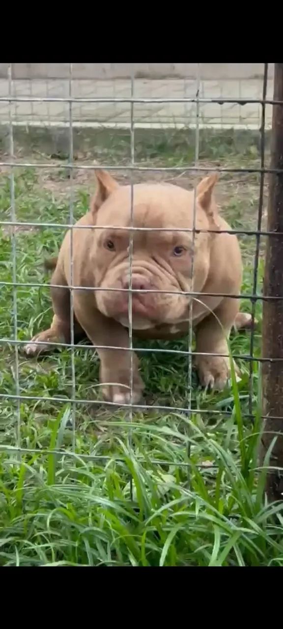 American Bully micro  - Foto 3
