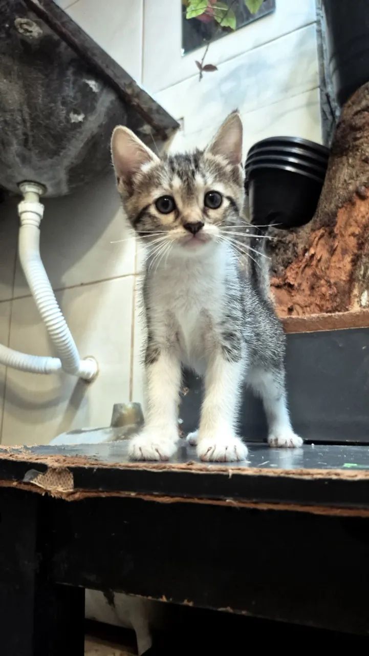 Animais - Foto 2